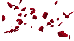 falling-and-swirling-red-rose-petals-over-white-background-valentine-slow-motion-hd-animation-close-up_sbjignxhl_thumbnail-full01