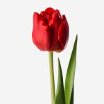 tulips-double-webready-assets-scarlet-product-1000px-01_1